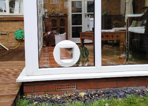 cat flap through glass