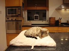 leo laying on his bed with his cat flap fitted 